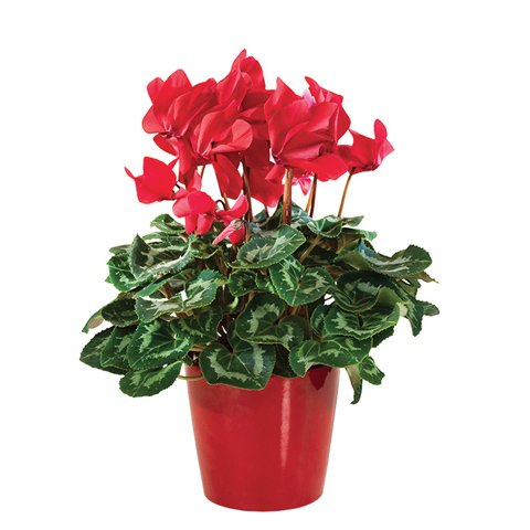 Cyclamen rouge