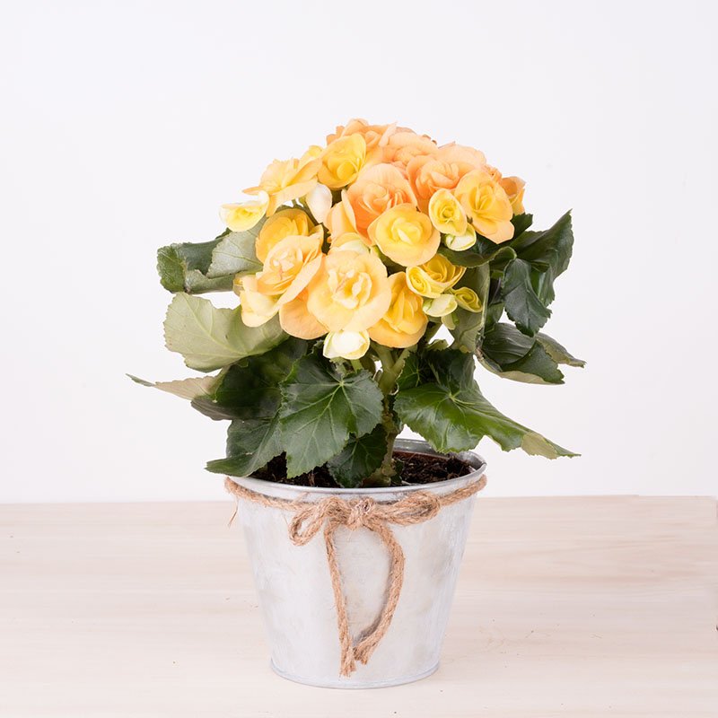 Bienestar - Begonia Amarilla - FloraQueen