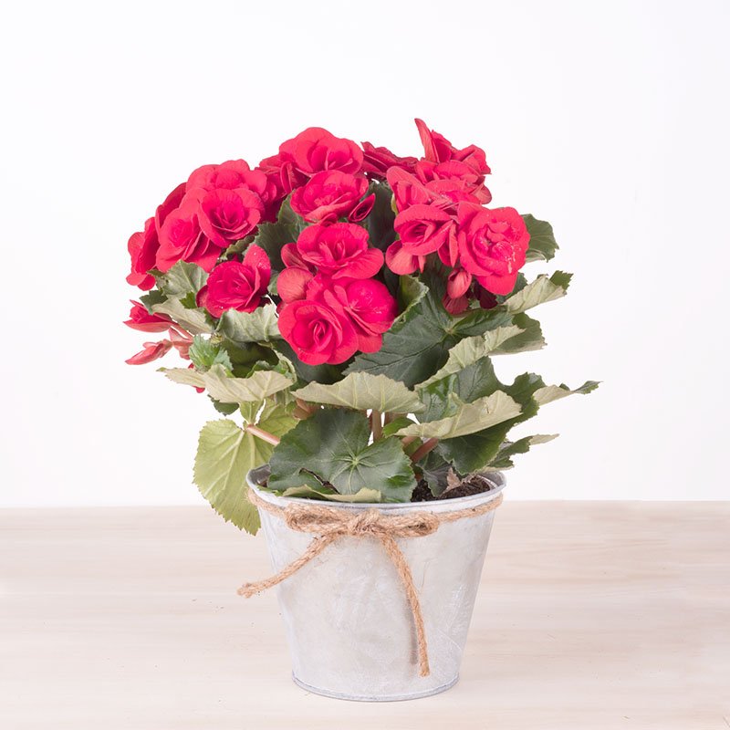 Begonia Roja