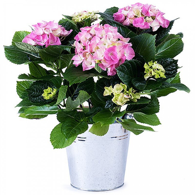 Farbenfrohe Hortensie
