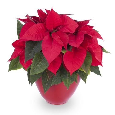 Navidad contigo: Flor de Pascua roja