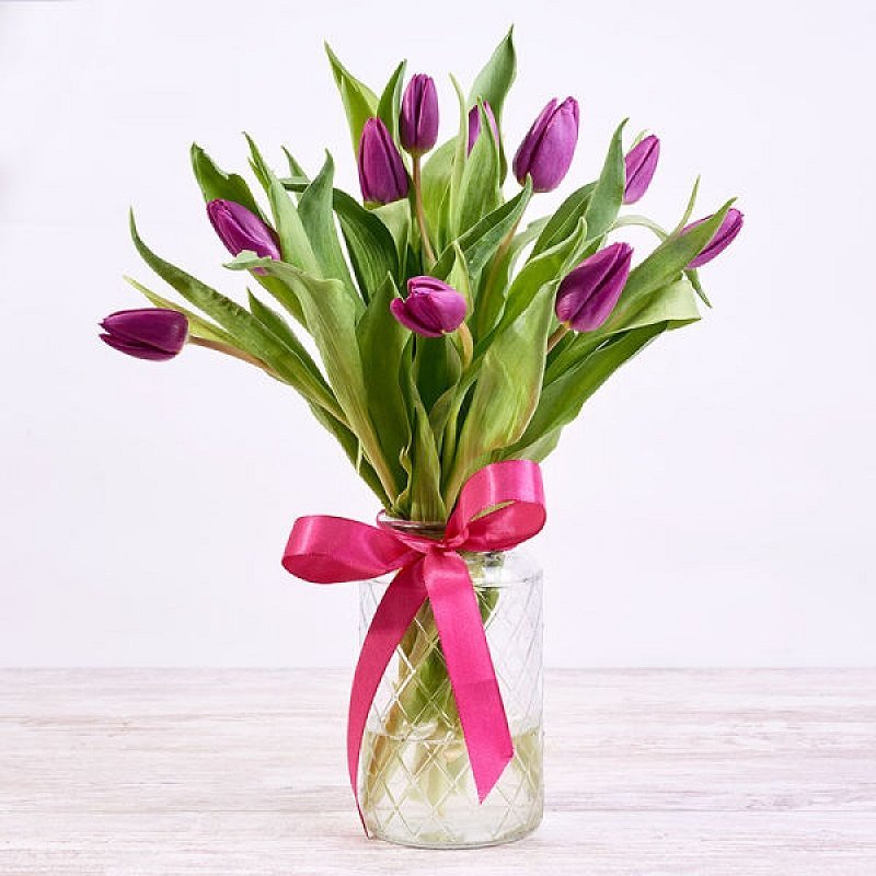 Amèlie - tulipán morado