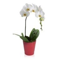 White Cascading Orchid