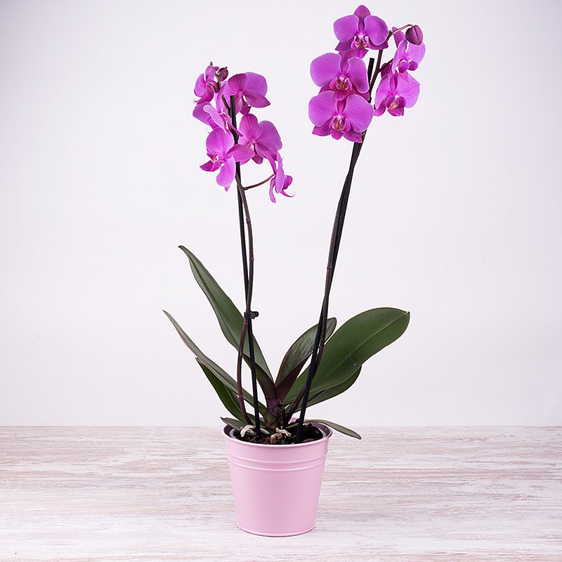 Orquídea violeta