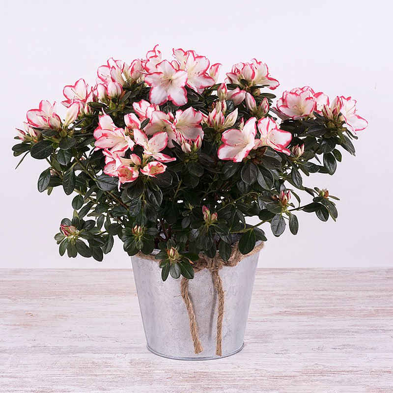 Azalea