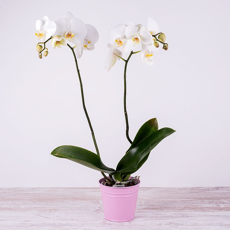 Orquídea Blanca