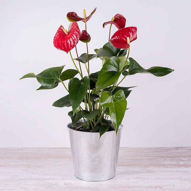 Anthurium