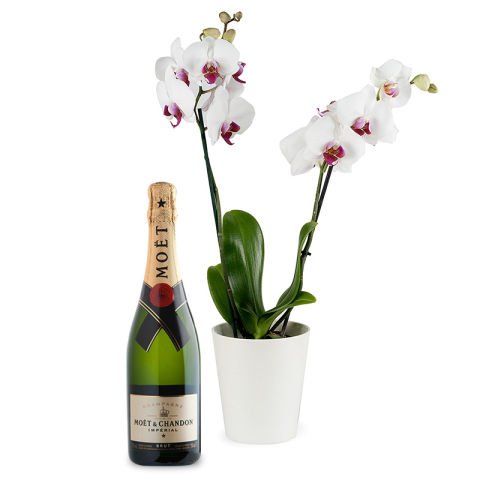 Orchideen und Champagner