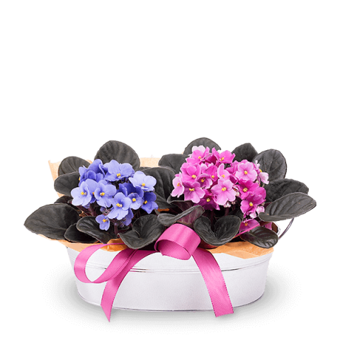 Joy in a Basket: 2 African Violets