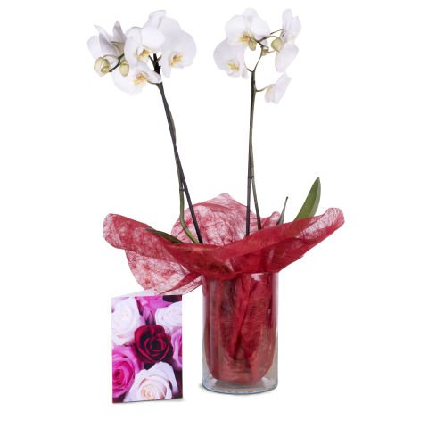 Elegante Überraschung: Orchidee und Karte