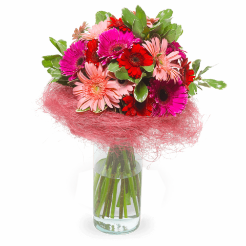 Blumen Wunderland: Gerbera