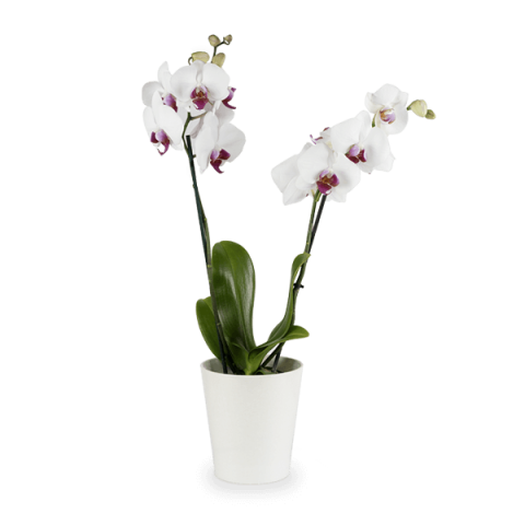 Classical Love: White Orchid