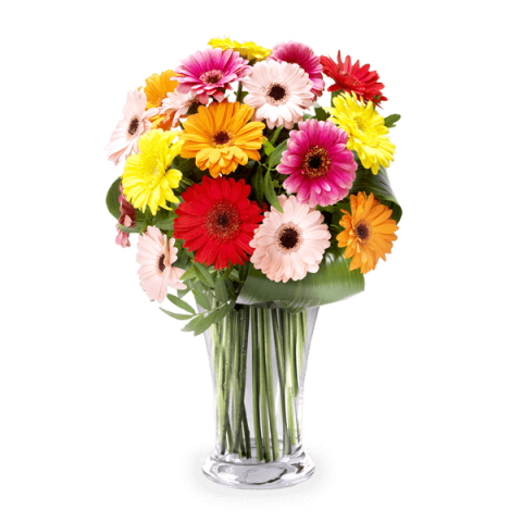 Rainbow: Mixed Gerberas