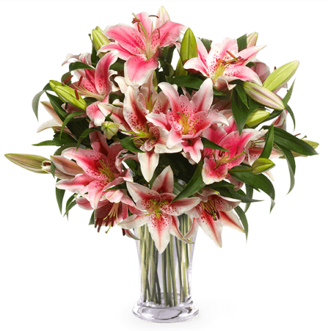 Orientalische Schönheit: Pinke Stargazer Lilien
