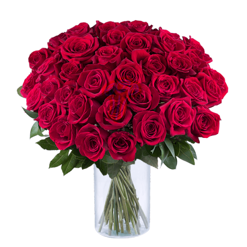 French Kiss: 40 Rote Rosen