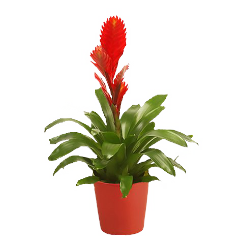 Rote Bromelie: Urban Jungel