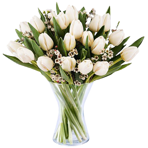 Gelassenheit: 20 Weiße Tulpen