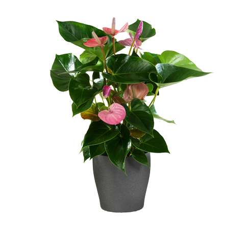 Rosa Flamingoblume