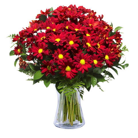 Provinz Spaziergang: Rote Chrysanthemen