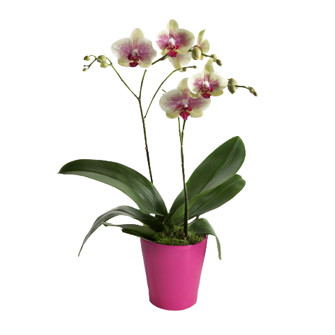 Orchidea Klasyka Wnętrza Domu
