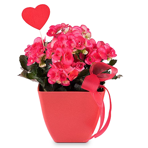 Radosna begonia