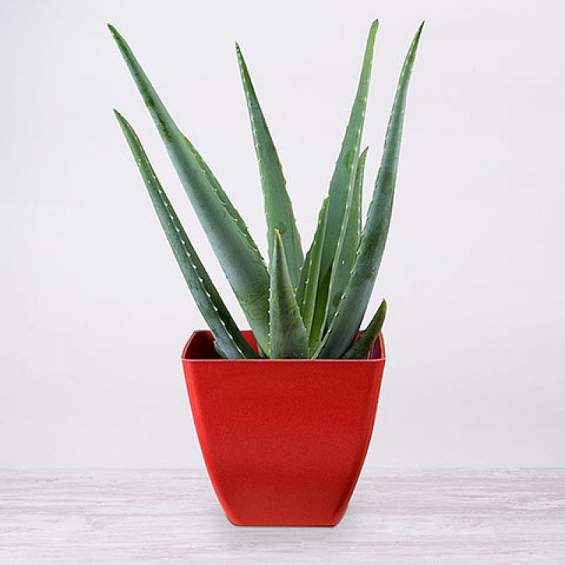 Aloe vera