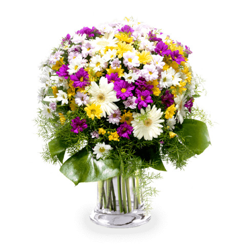 Wahnsinnige Gänseblümchen: Gemischte Blumen