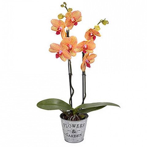 Tigerorchidee Exotisch