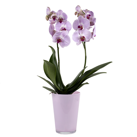 Pink Orchid - Send Orchids With International Delivery - FloraQueen