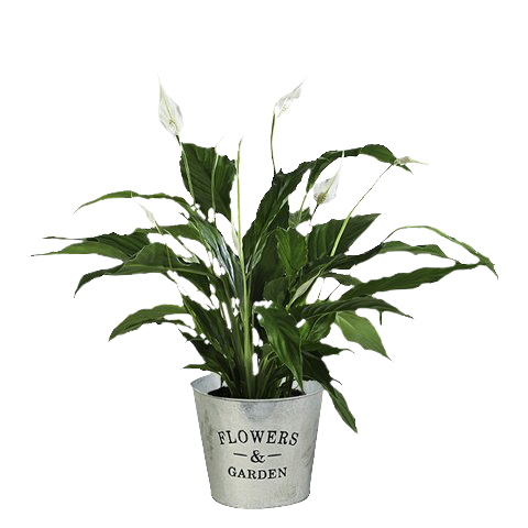 Weißes Anthurium: Pure Brise