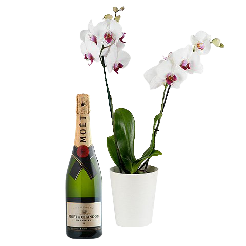 Envoyer Orchidee Avec Champagne Moet Chandon Floraqueen