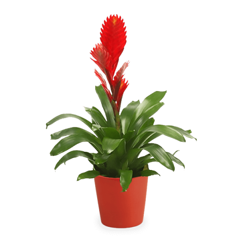 Bromelia