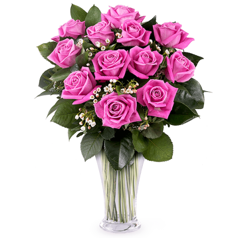 Pinke Geheimnisse: 12 Pinke Rosen
