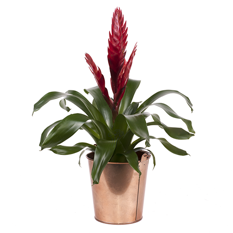 Bewunderung pur: Rote Bromelie