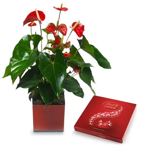 Corazones: Anthurium y Bombones