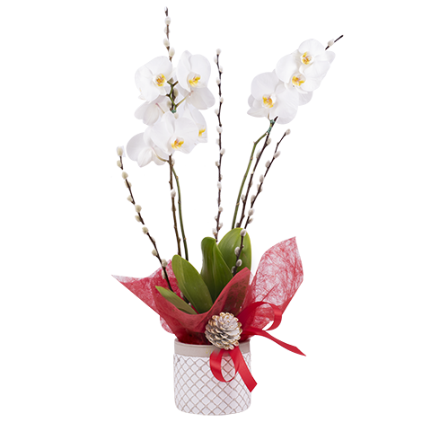 Comète : Orchidées et Saule